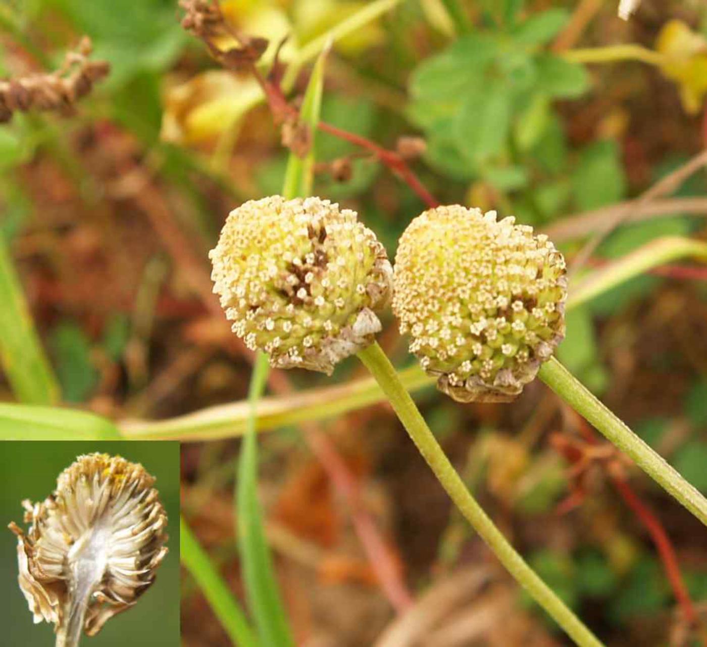 Mayweed fruit